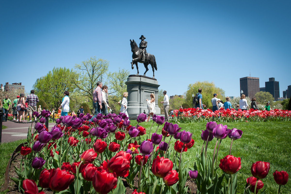 Los tulipanes rojos y morados se doblan con el viento frente a una estatua de George Washington