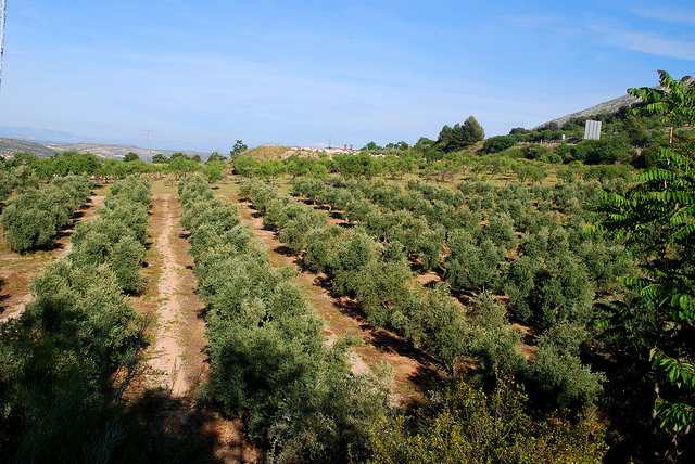 Las filas de olivos son una vista común en el campo andaluz, estas enormes arboledas son el centro de la producción de aceite de oliva de España en el país.