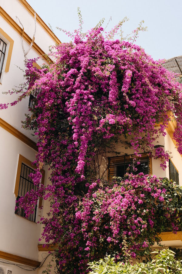 ¡Viajar solo en Sevilla te da la excusa perfecta para ir paseando por Santa Cruz!