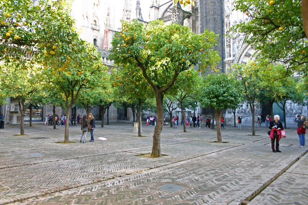 Después de visitar la catedral de Sevilla, tómate un tiempo para relajarte en el tranquilo patio de naranjos.